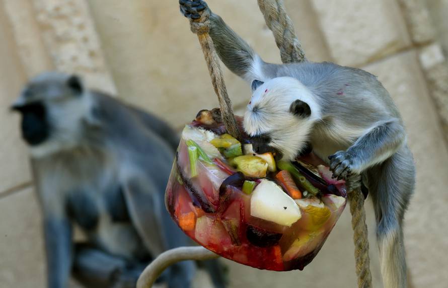 Refreshments at the Hanover Zoo