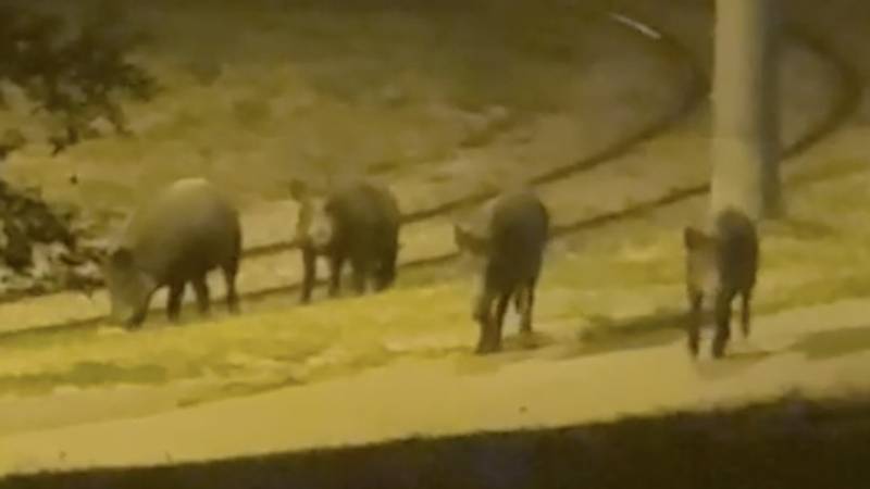 VIDEO Divlje svinje ponovno šetaju po zagrebačkim cestama