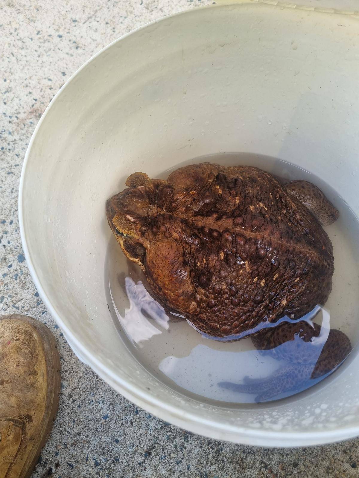 Giant cane toad 'Toadzilla' shocks Australian park rangers