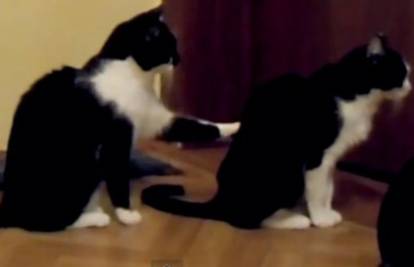 Maca je imala najbolju namjeru ispričati se, ali je izgubila živce