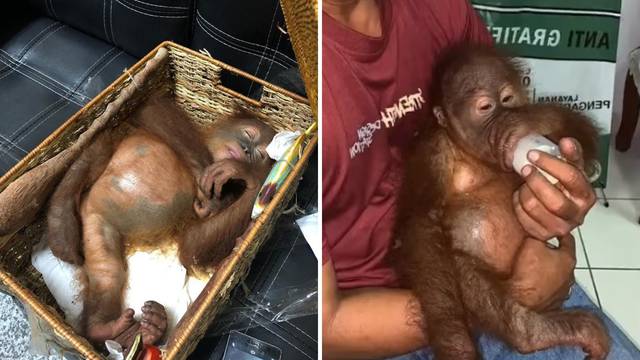 U koferu mu našli nadrogiranog majmuna: 'Kupio sam ljubimca'