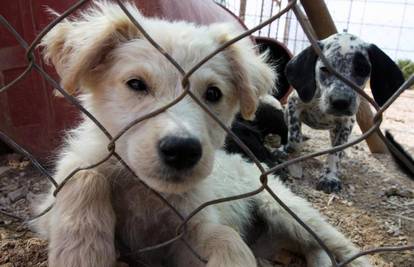 Ubili 16 pasa iz dva azila zbog šteneta zaraženog bjesnoćom