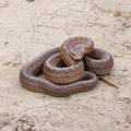 VIDEO Velika zmija prestrašila Slavonce, mislili da je riđovka: 'Počela je proizvoditi zvukove'
