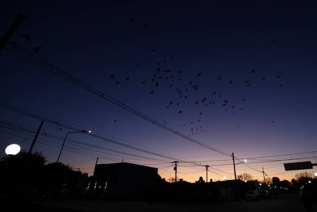 An Argentine town battles a parrot invasion