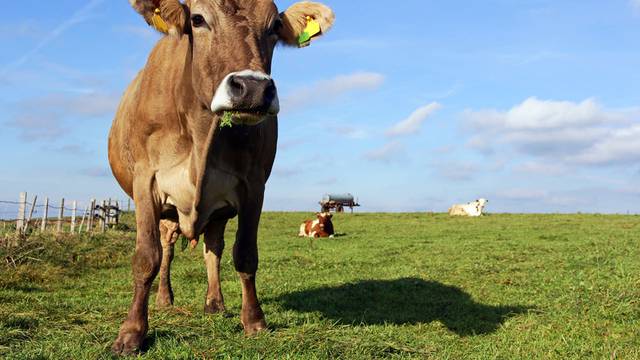 Plinski divovi: Kako spriječiti krave da emitiraju puno metana
