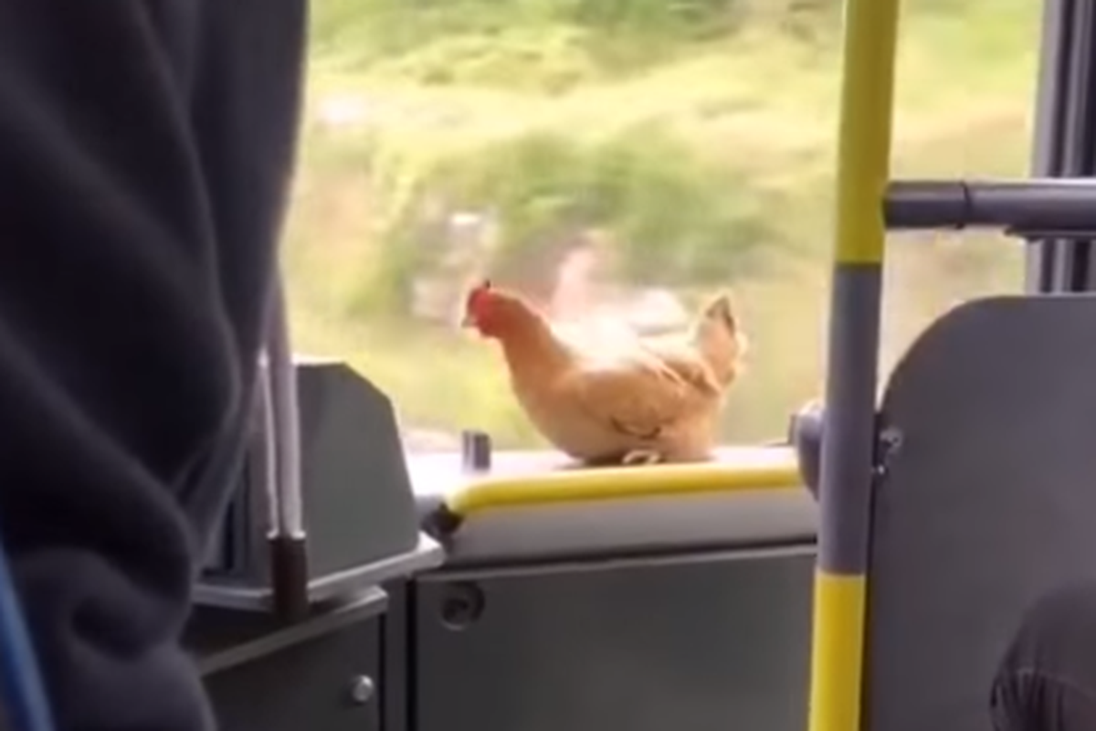 VIDEO Urnebes u Dalmaciji: Koka se vozila uz staklo u busu, a svi se pitaju je li platila kartu