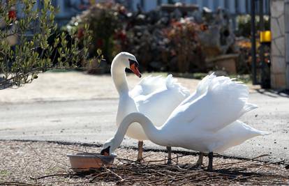 Kod Bosuta pronašli mrtvog labuda, uginuo od ptičje gripe