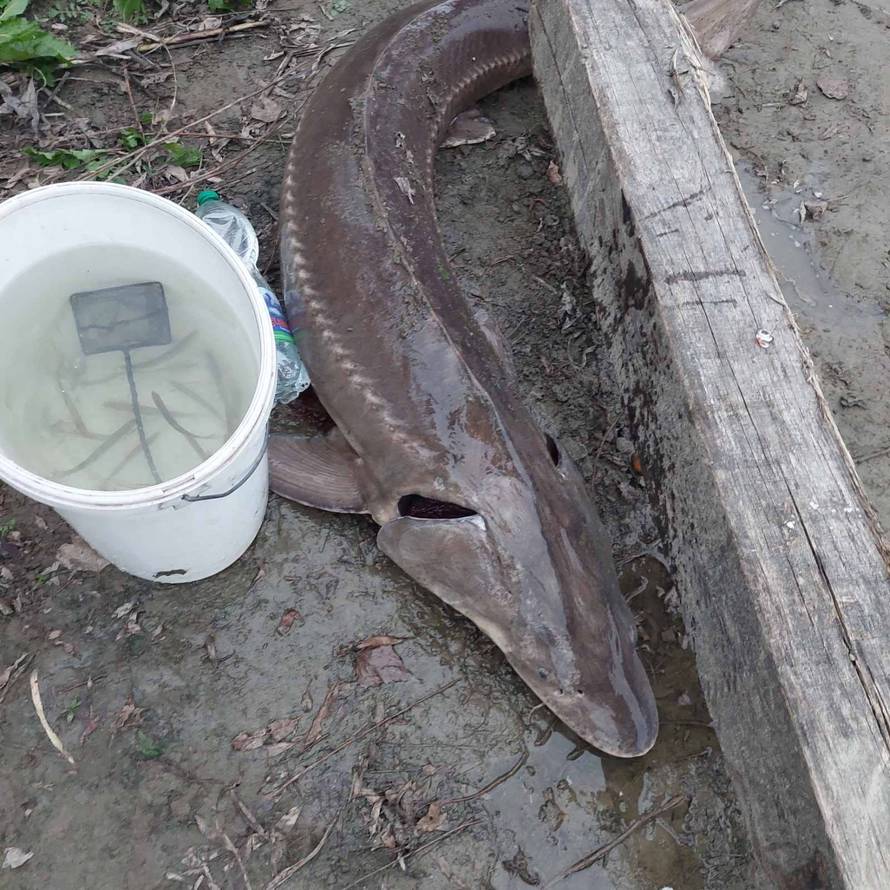 Ribič na Dravi upecao jesetru od 35 kilograma: 'Borili smo se 40 minuta, skakala je po rijeci'