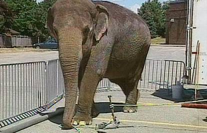 Kanada: Slonovi pobjegli iz cirkusa i šetali ulicama