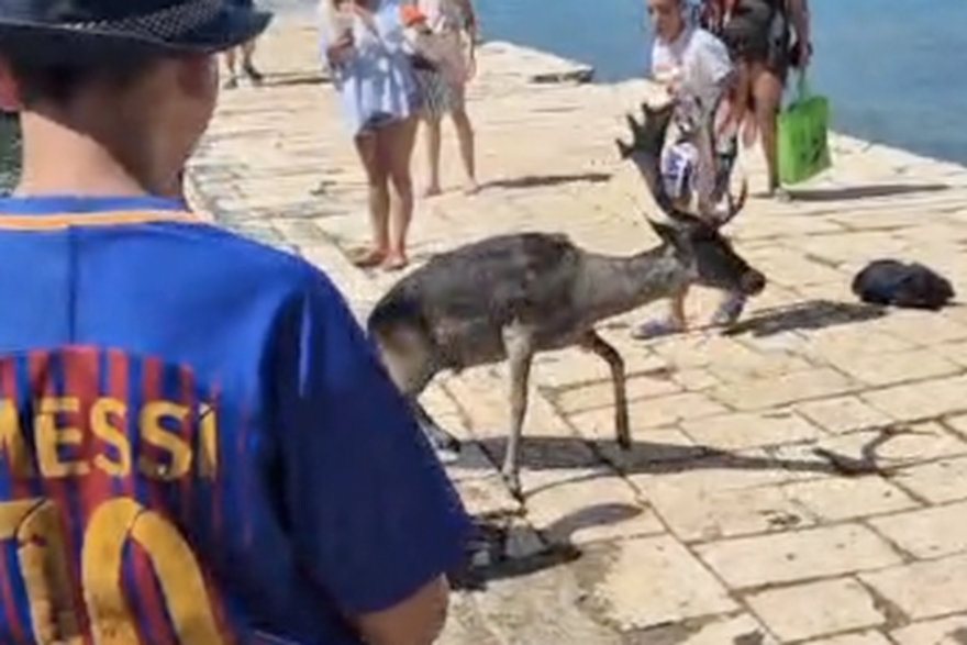 Jelen upao u more tijekom hranjenja