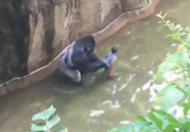 Pojavila se nova snimka: Gorila nemilosrdno povlači dječaka...