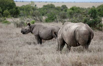 Malene ptice mogle bi biti spas za ugrožene afričke nosoroge