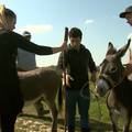 Gazdi pobjegli magarci: Pa kud baš meni da mogu tako zbrisati