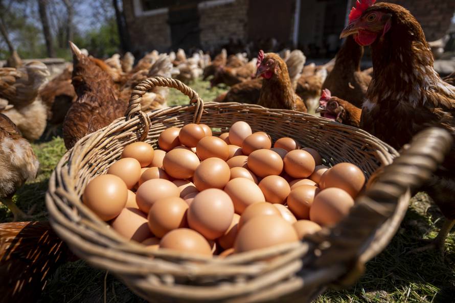 Jeste li u prehranu uključili jaja iz slobodnog uzgoja?