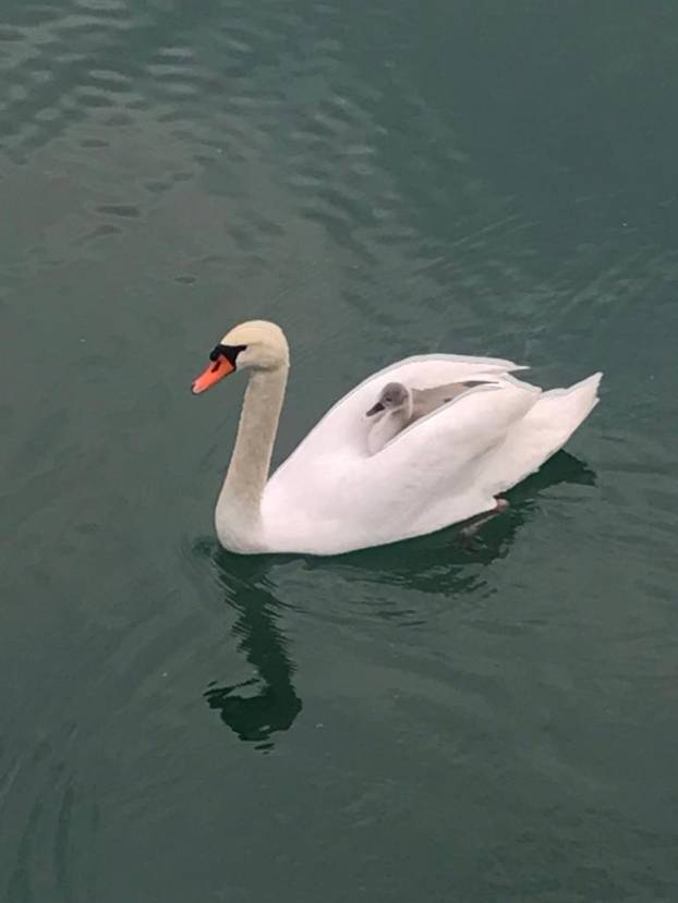 FOTO Labud express: Na Jarunu se uvalio majci na leđa i uživa