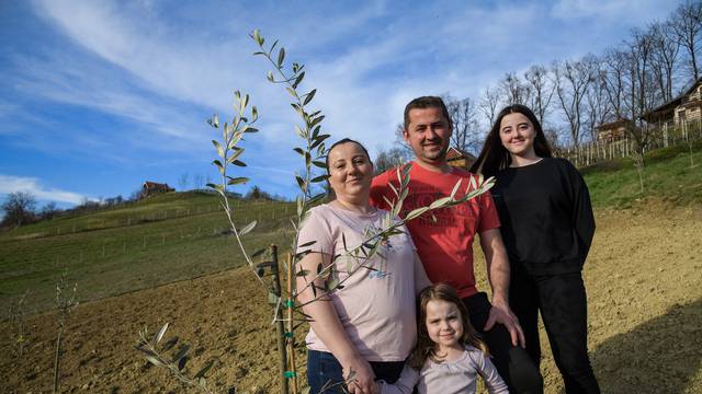Obitelj Mraz posadila 30 stabala maslina u zagorskom mjestu Kozjak Začretski