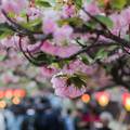 VIDEO Globalno zatopljenje: U Japanu trešnje već cvjetaju, a do proljeća je još mjesec dana