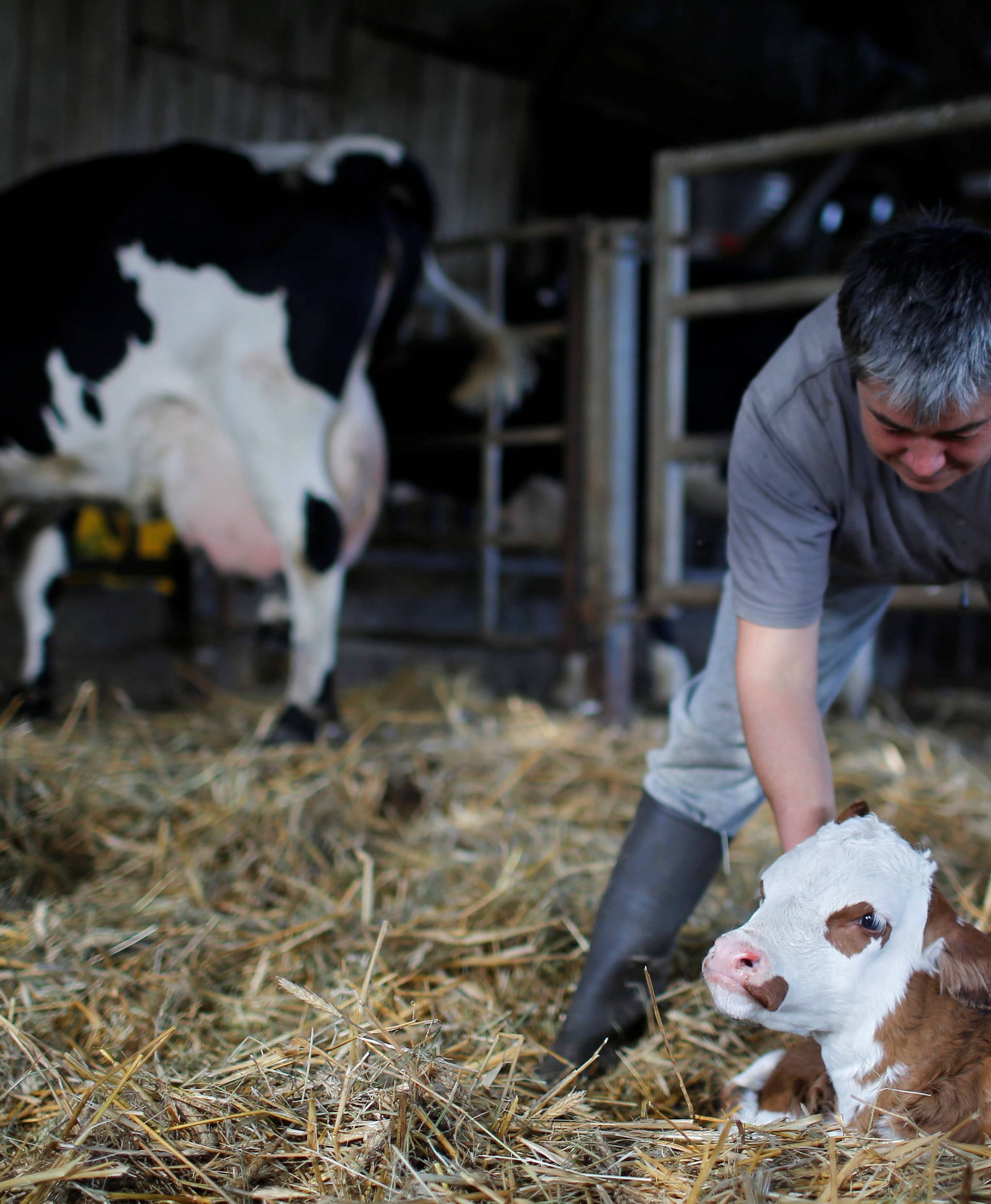 French farmer Sylvie Thebault cares for a new-born calf in her farm at "Le Liminbout" area in the zoned ZAD in Notre-Dame-des-Landes