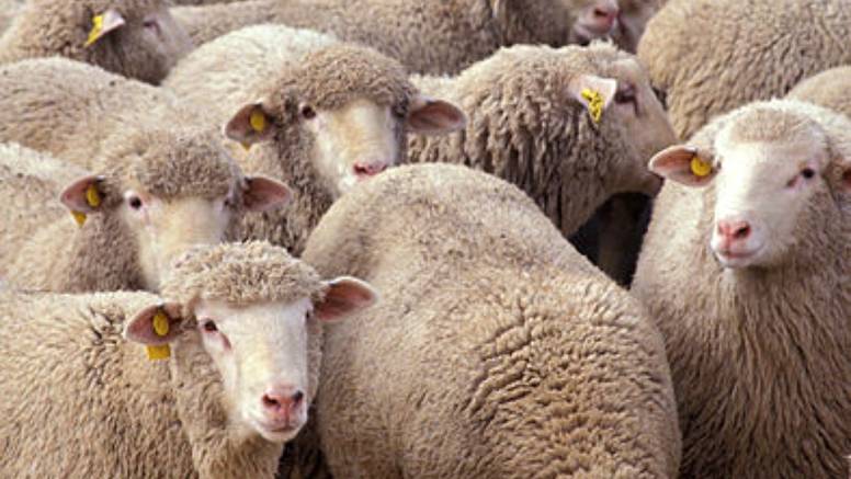 I ovce i novce: Lopovi ukrali stado ovaca, nakit i gotovinu | 24sata