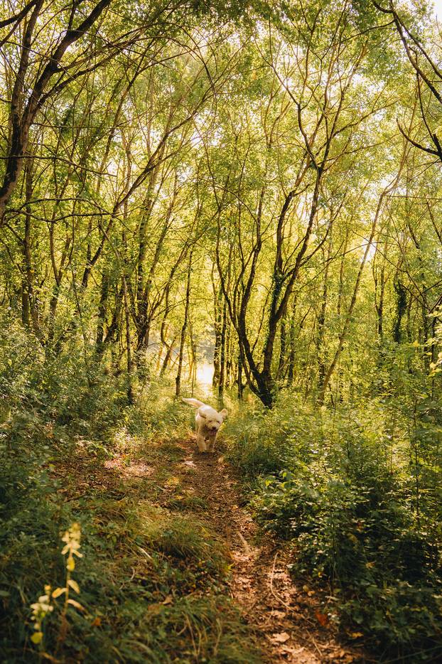 FOTO Pogledajte kako izgleda lov na tartufe u istarskoj šumi