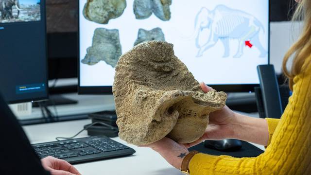 Soest: Žena na tavanu svoje ku?e pronašla kosti 15 000 godina starog vunastog mamuta