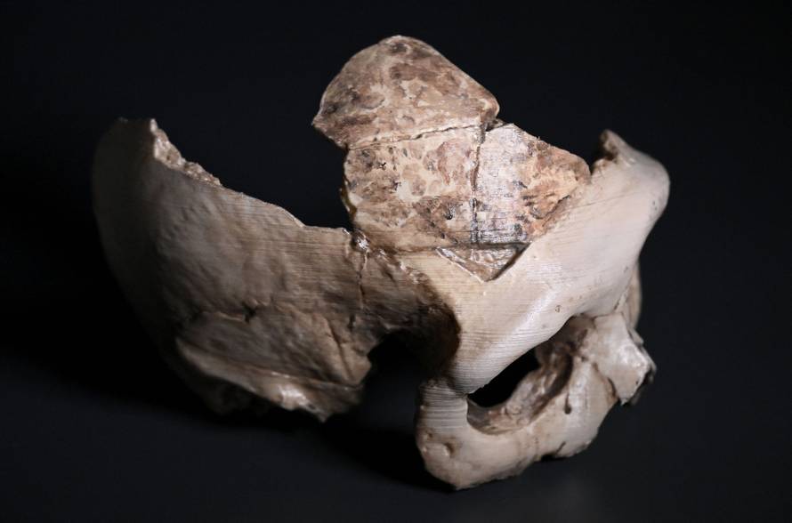 Zagreb: Lubanja C, svjetska paleoantropološka baština izložena u Prirodoslovnom muzeju