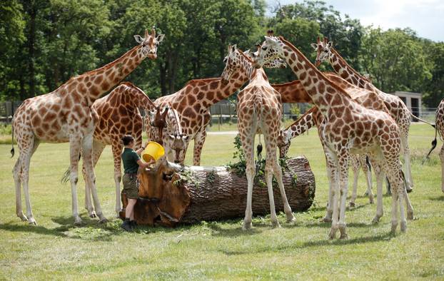 Britanski Safari park ponovno će otvoriti vrata posjetiteljima