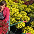 Cvijeće za Sve svete: Vodič za kupnju u hrvatskim trgovinama