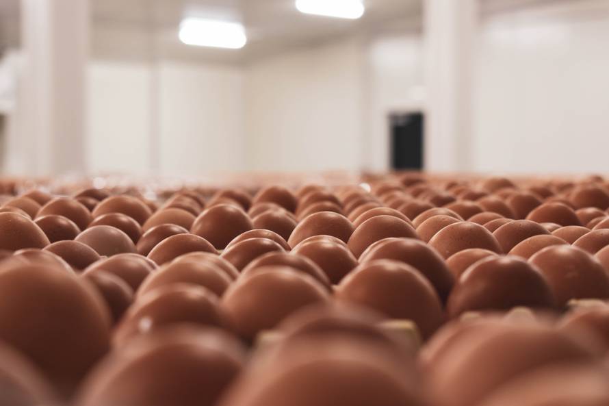 Spasimo hrvatsku proizvodnju jaja i hrvatske farmere!