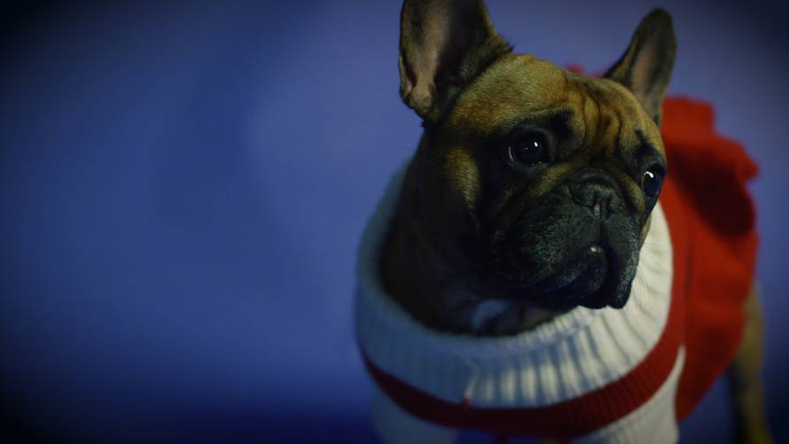 Božićna poslastica: Novi singl Igora Geržine zagrijat će srca