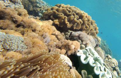 Sve kiseliji oceani uzrokovat će nestanak koraljnih grebena