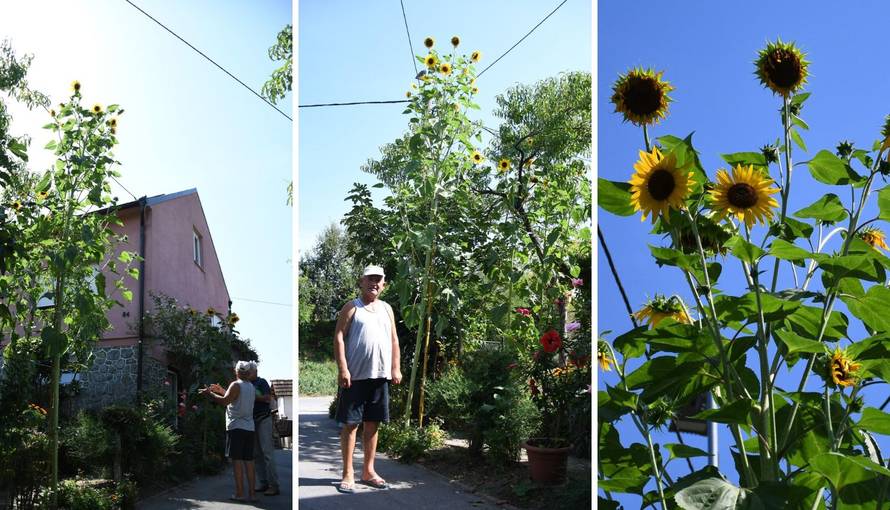 Suncokret im je narastao čak 6 metara: 'Naš je div ponos ulice'