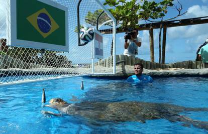 Kornjača prognozirala slavlje Brazila: 'Ma, to je sve muljaža'