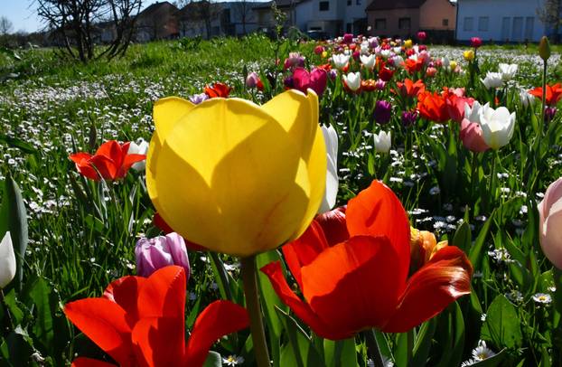 Slavonski Brod: Šarene cvjetne gredice rascvjetalih tulipana svojom ljepotom krase gradske parkove