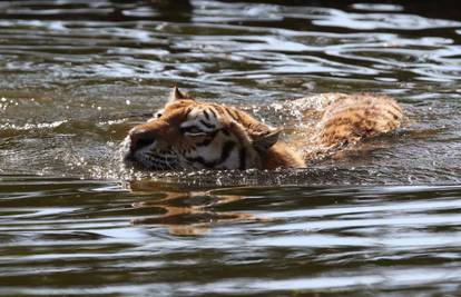 WWF povodom Svjetskog dana tigrova čestitao Nepalu na udvostručenju broja jedinki