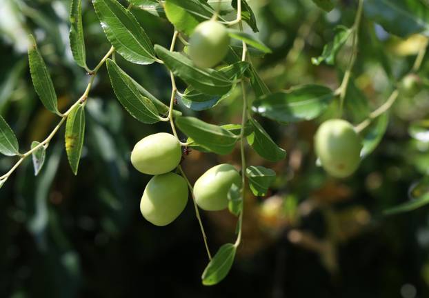 Skradin: Dozrijevaju žižule