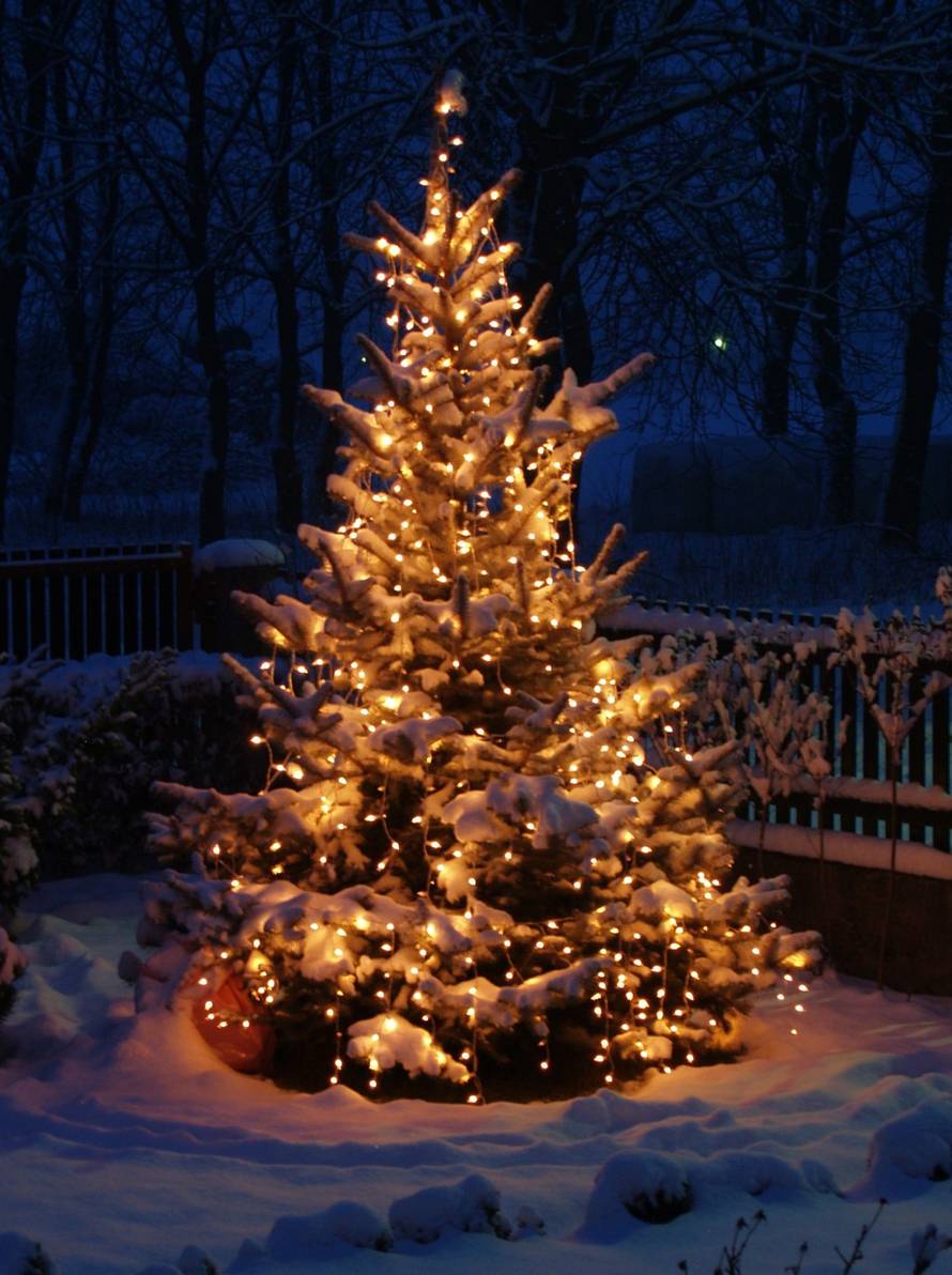 Šaljite fotografije božićnih jelki i osvojite vrijednu nagradu...