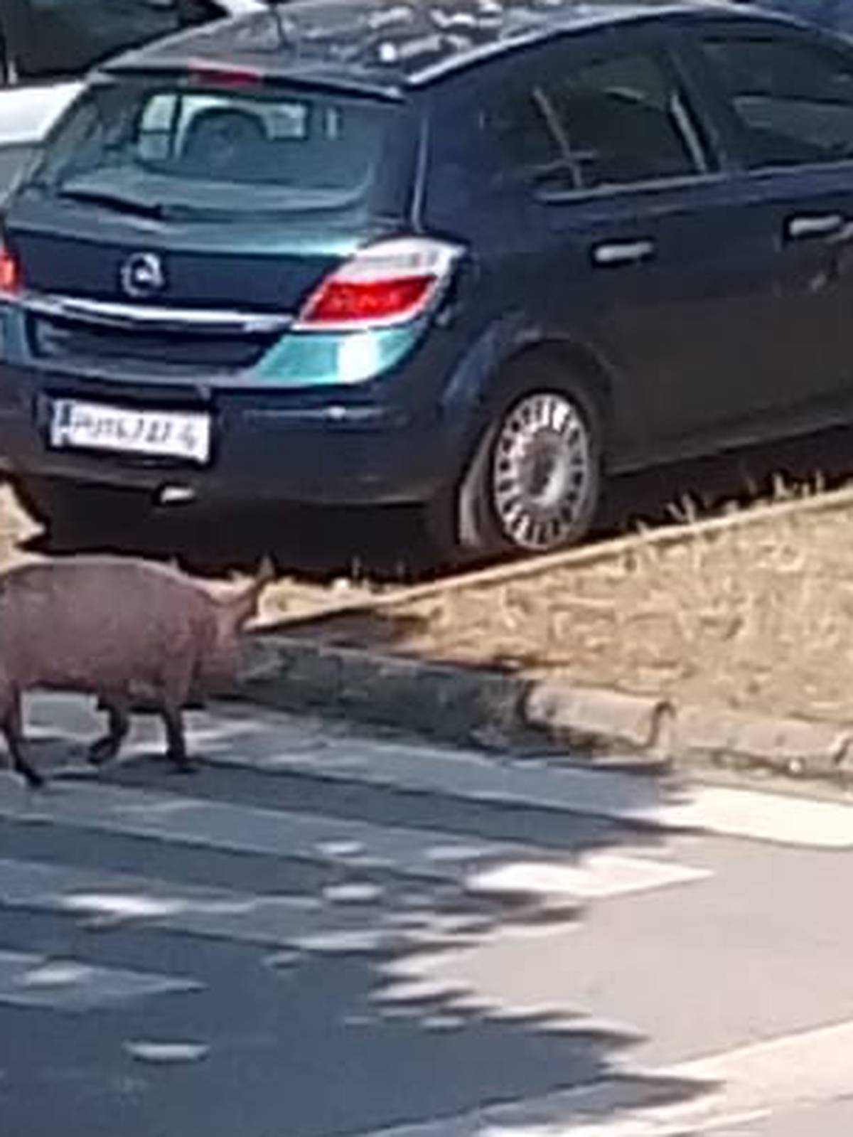 Ljudi kraj Poreča ostali u čudu. U mjestu se pojavile svinje: 'Prelazile su preko zebre...'