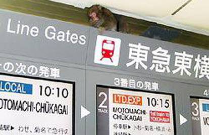 Nestašni majmun u Tokiju neprestano bježi policiji