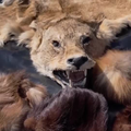 VIDEO Pao krijumčar! Našli mu skupe bunde, pljoske i tepihe od 'oderanih' lava, risa i zebre...