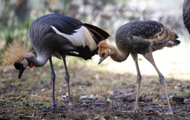 Zagrebački krunati ždralovi predstavljeni javnosti 