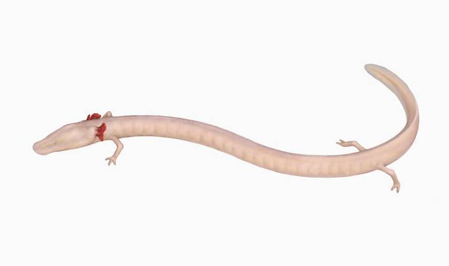 Prvi put  ju našli tako malenu: Ja sam bebica čovječje ribice