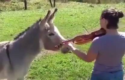 Moć glazbe: Zvuci violine natjerali magarca na pjesmu