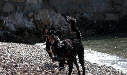 Vrijeme je za kupanje: Ovo su plaže na kojima su psi poželjni