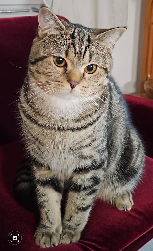 SUPER FOTKE vaših ljubimaca! Neki bi mogli biti viralni hit, ali svi su jednostavno neodoljivi