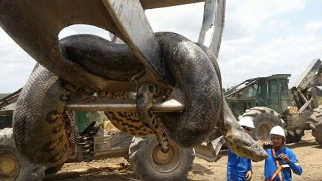 Ovo je zvijer od 400kg: Radnici pronašli najveću anakondu ikad