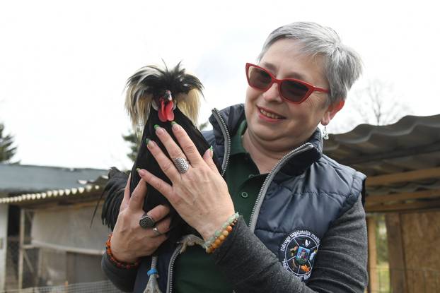 Neobične kokoši u Zvijercima kod Bjelovara nesu jaja u raznim bojama