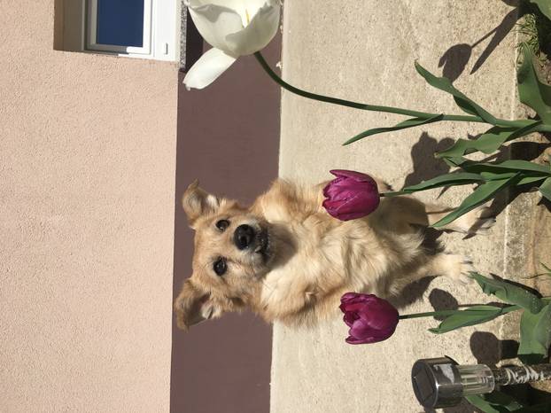 SUPER FOTKE vaših ljubimaca! Neki bi mogli biti viralni hit, ali svi su jednostavno neodoljivi