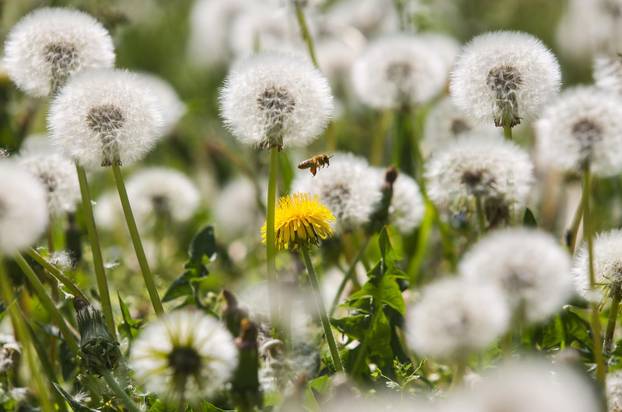 Na današnji dan obilježava se Dan planeta Zemlje
