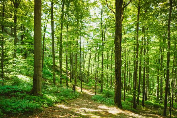 Forest,Trees.,Nature,Green,Wood,Sunlight,Backgrounds